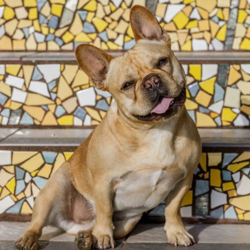 Exotic Frenchies for Sale in phoenix AZ