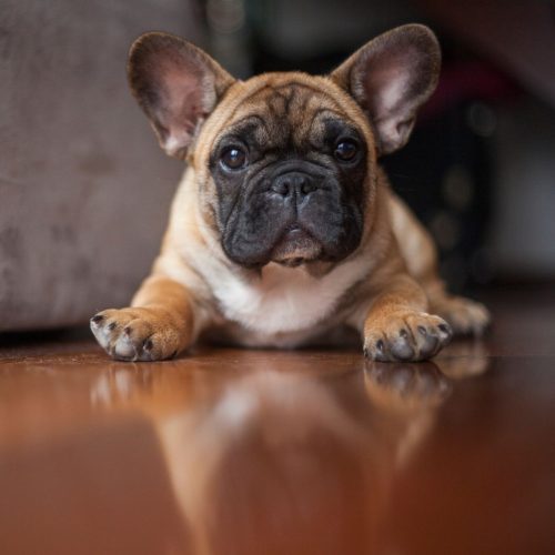 Fluffy French Bulldog for sale Brownsville TX