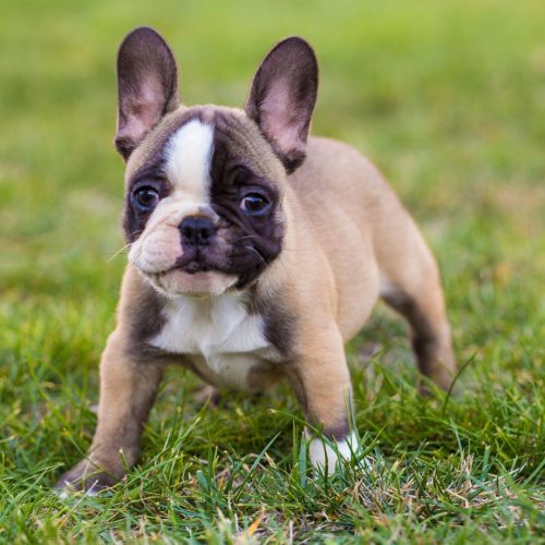 fluffy-french-bulldog-for-sale-darien-ct