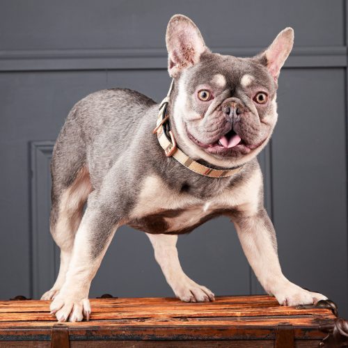 French Bulldog Show Requirements​