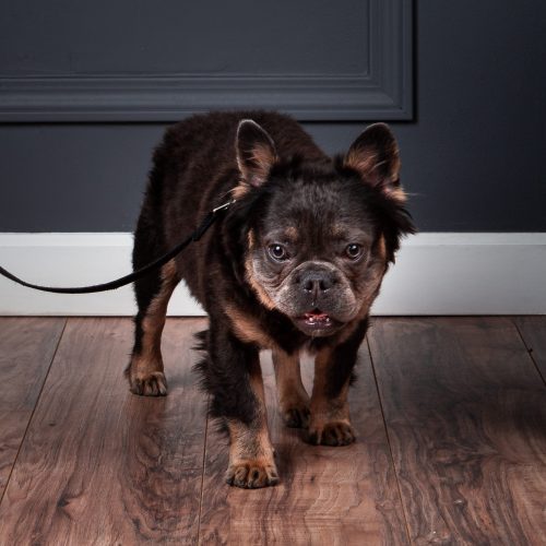French Bulldog Show Requirements​