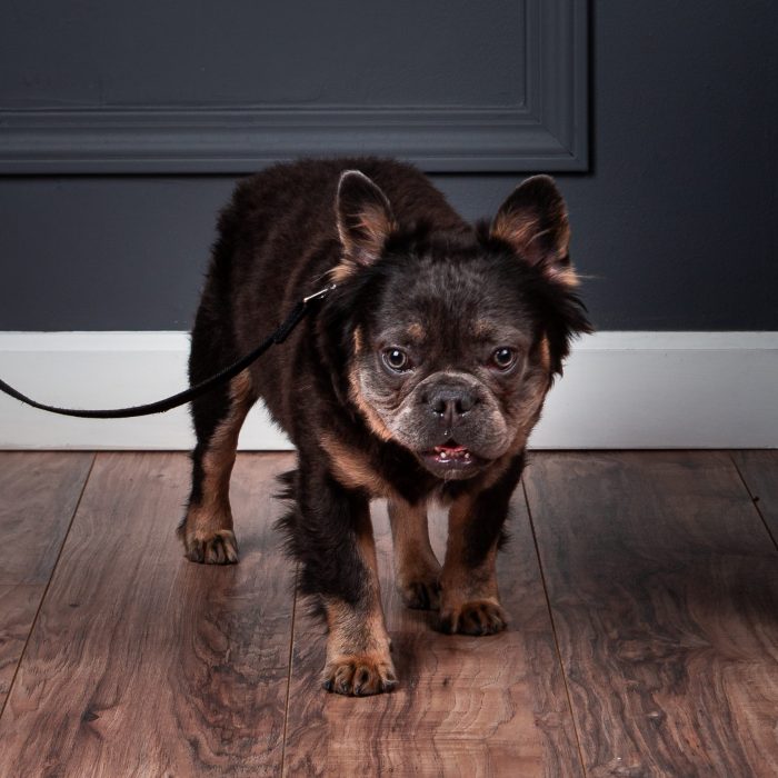 French Bulldog Show Requirements in Chicago