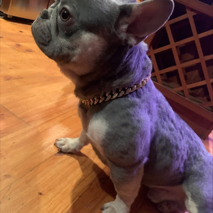 Chicago Il French Bulldog Stud Services Lilac Gin