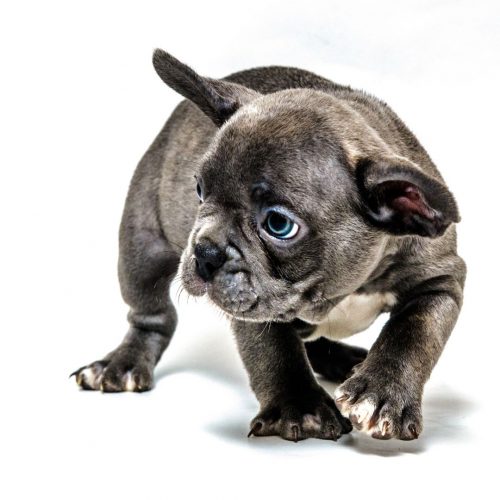French bulldogs for sale Fort Worth TX