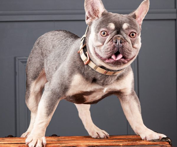 How To Avoid French Bulldog Scam in Chicago Il