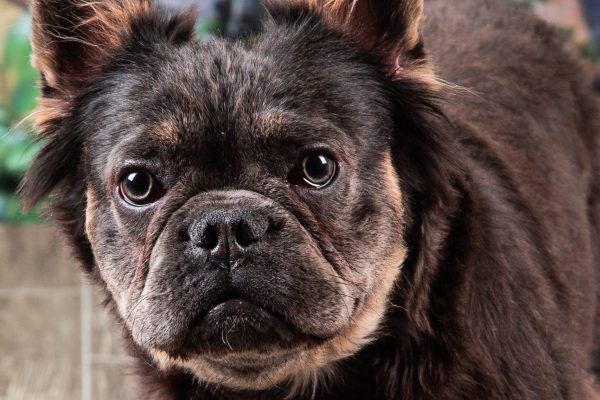 How To Avoid French Bulldog Scam Chicago