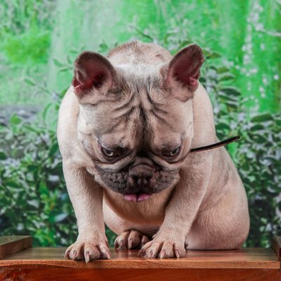 Types Of French Bulldog Anxiety in Chicago Il