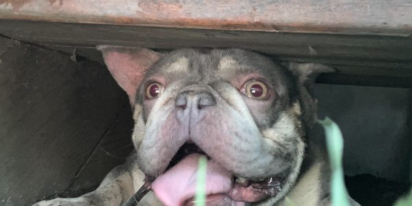 Types Of French Bulldog Anxiety in Chicago