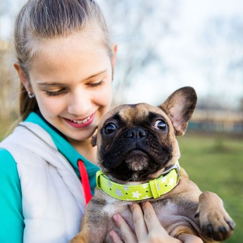 elite frenchies fluffy french bulldog for sale with kid dallas tx